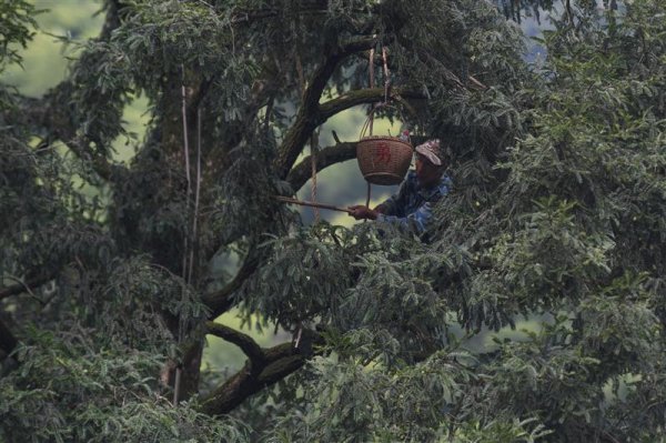 大白兔奶糖牵手绍兴香榧，这是什么味儿？